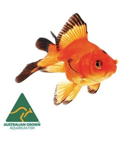 Fantail Assorted Goldfish 5cm