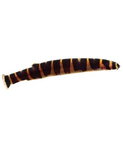 Striped Khuli Loach (Pangio kuhli) 5-7cm