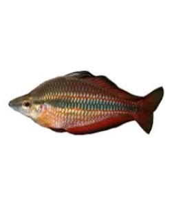 Goyder rainbow fish ( banded rainbow fish) 4 cm