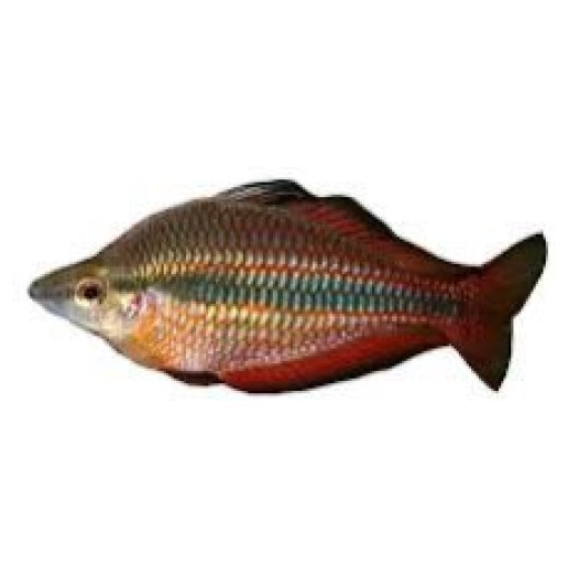 Goyder rainbow fish ( banded rainbow fish) 4 cm
