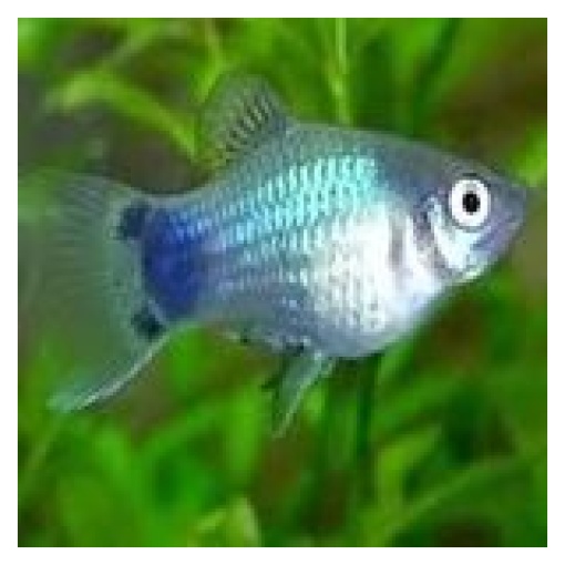 Blue Mickey Mouse Platy