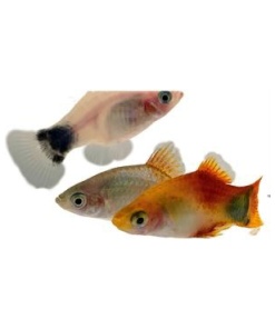 Assorted Mickey Mouse Platy 4cm