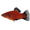 Red Wagtail Platy 4 cm