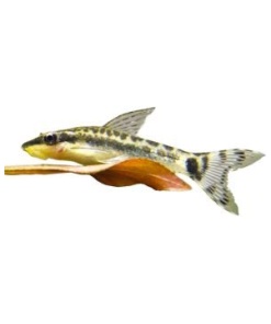 Otocinclus Catfish 3.5 cm