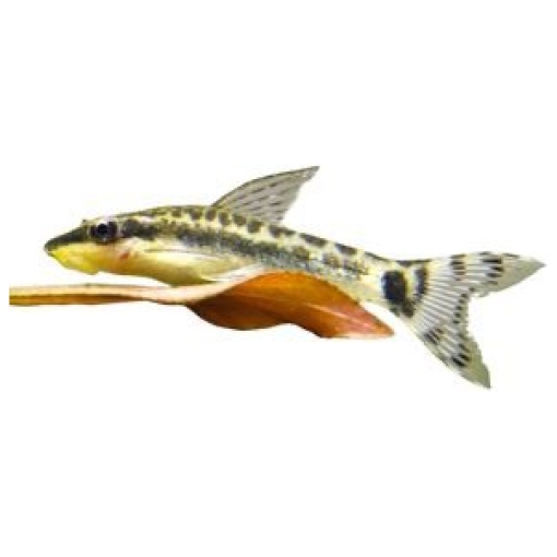 Otocinclus Catfish 3.5 cm
