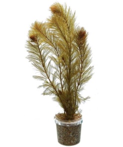 Milfoil - Bronze (Myriophyllum sp. 'Roraimi'