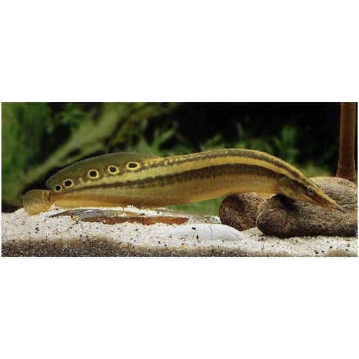 Spotted Spiny Eel, Peacock Eel 5cm