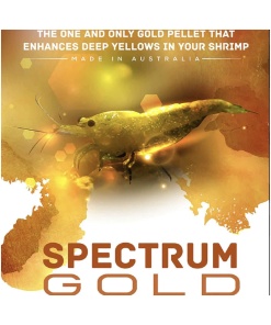 SAS Shrimp Spectrum Gold 30g